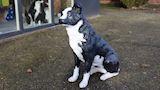 Border collie, 72 cm hoog