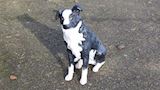 Border collie, 72 cm hoog