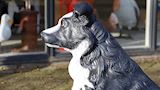 Border collie, 72 cm hoog
