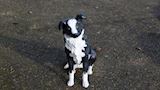 Border collie, 72 cm hoog
