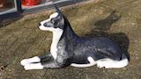 Kelpie hond