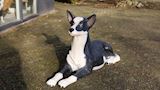 Kelpie hond