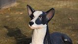 Kelpie hond