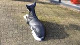 Kelpie hond