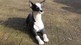Kelpie hond