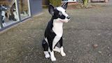 Sheep dog, herdershond