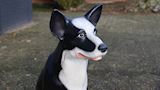 Sheep dog, herdershond