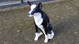 Sheep dog, herdershond