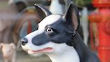 Sheep dog, herdershond