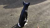 Sheep dog, herdershond