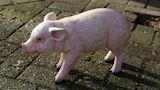 Varken staand 25 cm hoog
