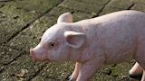 Varken staand 25 cm hoog