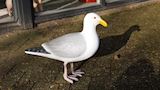 Zeemeeuw 48 centimeter
