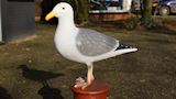 Zeemeeuw op meerpaal