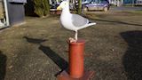 Zeemeeuw op meerpaal