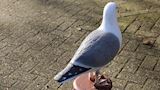 Zeemeeuw op meerpaal